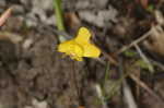 Zigzag bladderwort